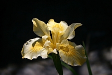 Iris Pacific Coast hybrid 'Canyon Sunshine' Pacific Coast hybrid iris