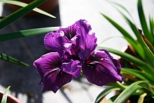 Iris Pacific Coast hybrid 'Dark Delight' Pacific Coast hybrid iris