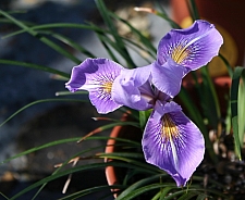 Iris Pacific Coast hybrid 'Madonna Three' Pacific Coast hybrid iris