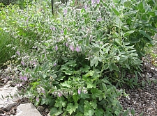 Lepechinia fragrans  fragrant pitcher sage