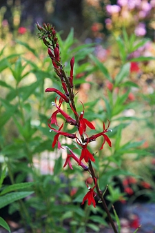 Lobelia cardinalis  cardinal flower