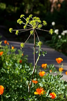 Lomatium californicum  California lomatium