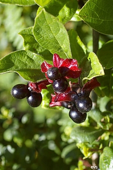 Lonicera involucrata  twinberry