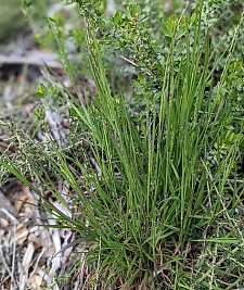 Melica californica  California melic grass