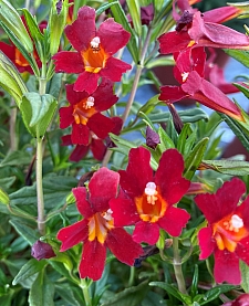 Mimulus (Diplacus)  'Vibrant Red' monkeyflower