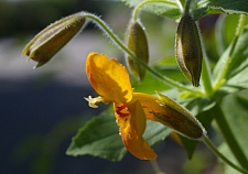 Mimulus cardinalis 'Santa Cruz Island Gold' monkeyflower