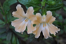 Mimulus (Diplacus)  'Creamsicle' monkeyflower