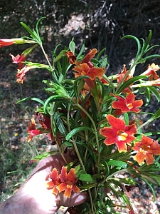Mimulus aurantiacus 'Freezeout Red' red sticky monkeyflower