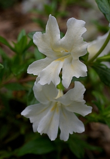 Mimulus (Diplacus)  'Phil's White' monkeyflower
