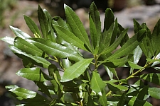 Myrica (Morella) californica  Pacific wax myrtle