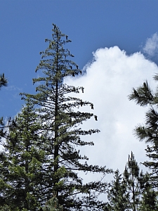 Pinus lambertiana  sugar pine