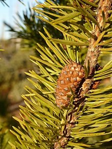 Pinus contorta ssp. murrayana  lodgepole pine