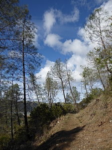Pinus sabiniana  gray pine