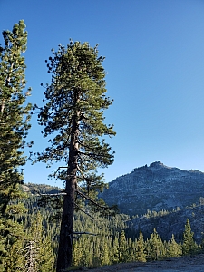 Pinus jeffreyi  Jeffrey pine