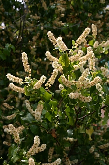 Prunus ilicifolia ssp. ilicifolia  hollyleaf cherry