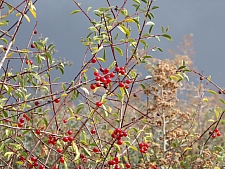 Prunus emarginata  bitter cherry