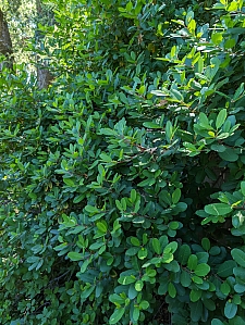 Rhamnus (Frangula) californica 'Olema' California coffeeberry