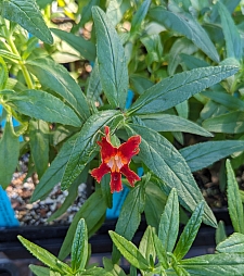 Mimulus (Diplacus) longiflorus  Santa Susana monkeyflower