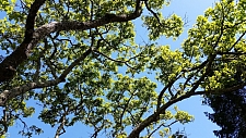 Quercus garryana var. garryana  Garry oak, Oregon white oak