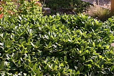 Rhamnus (Frangula) californica 'Ed Holm' dwarf California coffeeberry