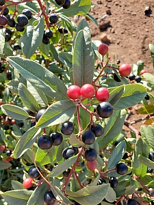 Rhamnus (Frangula) californica - large, inland form  California coffeeberry
