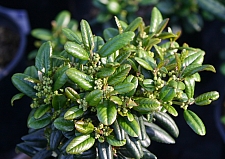 Rhamnus (Frangula) californica 'Leatherleaf' California coffeeberry