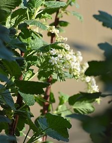 Ribes malvaceum 'Rana White' white chaparral currant