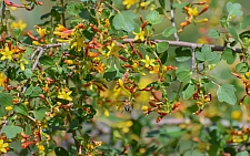 Ribes aureum  golden currant