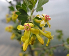 Ribes odoratum 'Crandall' clove-scented currant