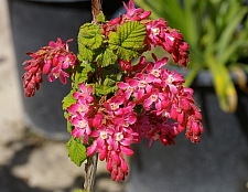Ribes sanguineum v. sanguineum 'Barrie Coate' red flowering currant