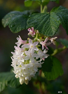 Ribes sanguineum v. glutinosum 'Inverness White' white flowering currant