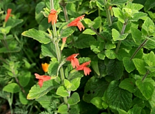 Satureja (Clinopodium) mimuloides  monkeyflower savory