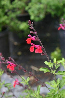 Salvia greggii 'Puebla Cherry' 