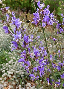Salvia barrelieri  