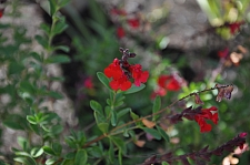 Salvia greggii 'Furman's Red' Furman's Red Sage