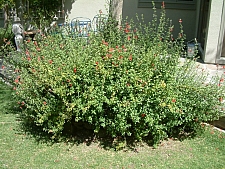 Salvia greggii  autumn sage