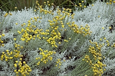 Santolina chamaecyparissus 'Nana' dwarf lavender cotton