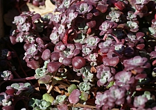 Sedum spathulifolium 'Purpureum' Pacific stonecrop