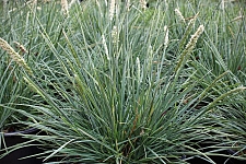 Sesleria  'Campo Azul'  moor grass