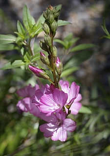 Sidalcea malviflora  checkerbloom