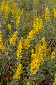 Solidago velutina ssp. californica  western goldenrod
