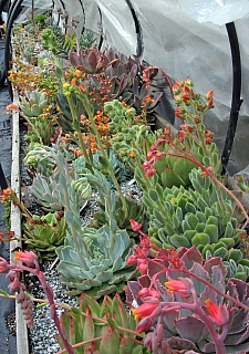 Succulent Plants   