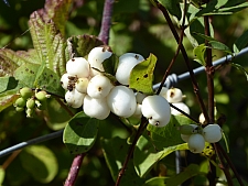 Symphoricarpos albus var. laevigatus  snowberry