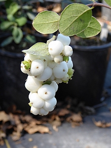Symphoricarpos albus var. laevigatus 'Tilden Park' snowberry