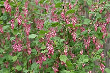 Ribes sanguineum v. glutinosum 'Tranquillon Ridge' pink flowering currant