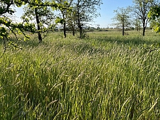 Hordeum brachyantherum  meadow barley
