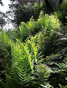 Woodwardia fimbriata  giant chain fern