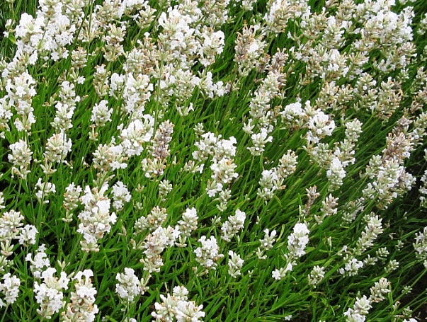 Lavandula angustifolia 'Alba' white flowered English lavender