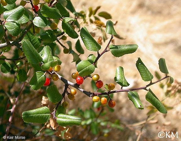 Rhamnus ilicifolia  hollyleaf redberry