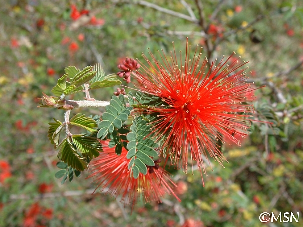 Calliandra californica  red fairyduster, zapotillo